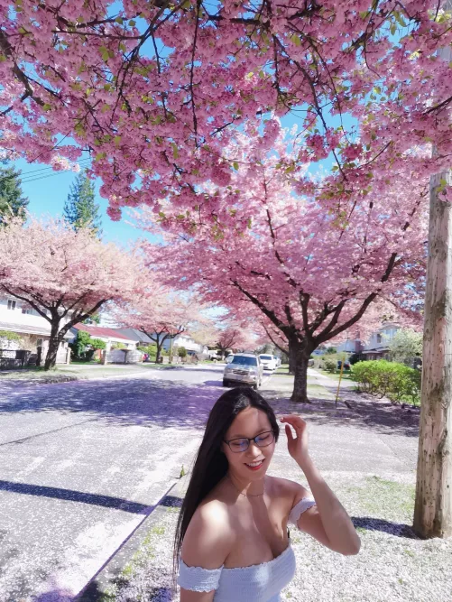 Cherry Blossom