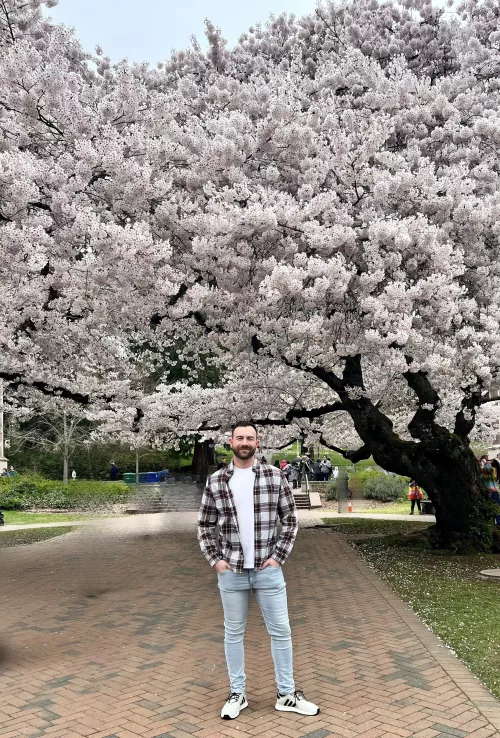 Cherry blossoms at University of Washington