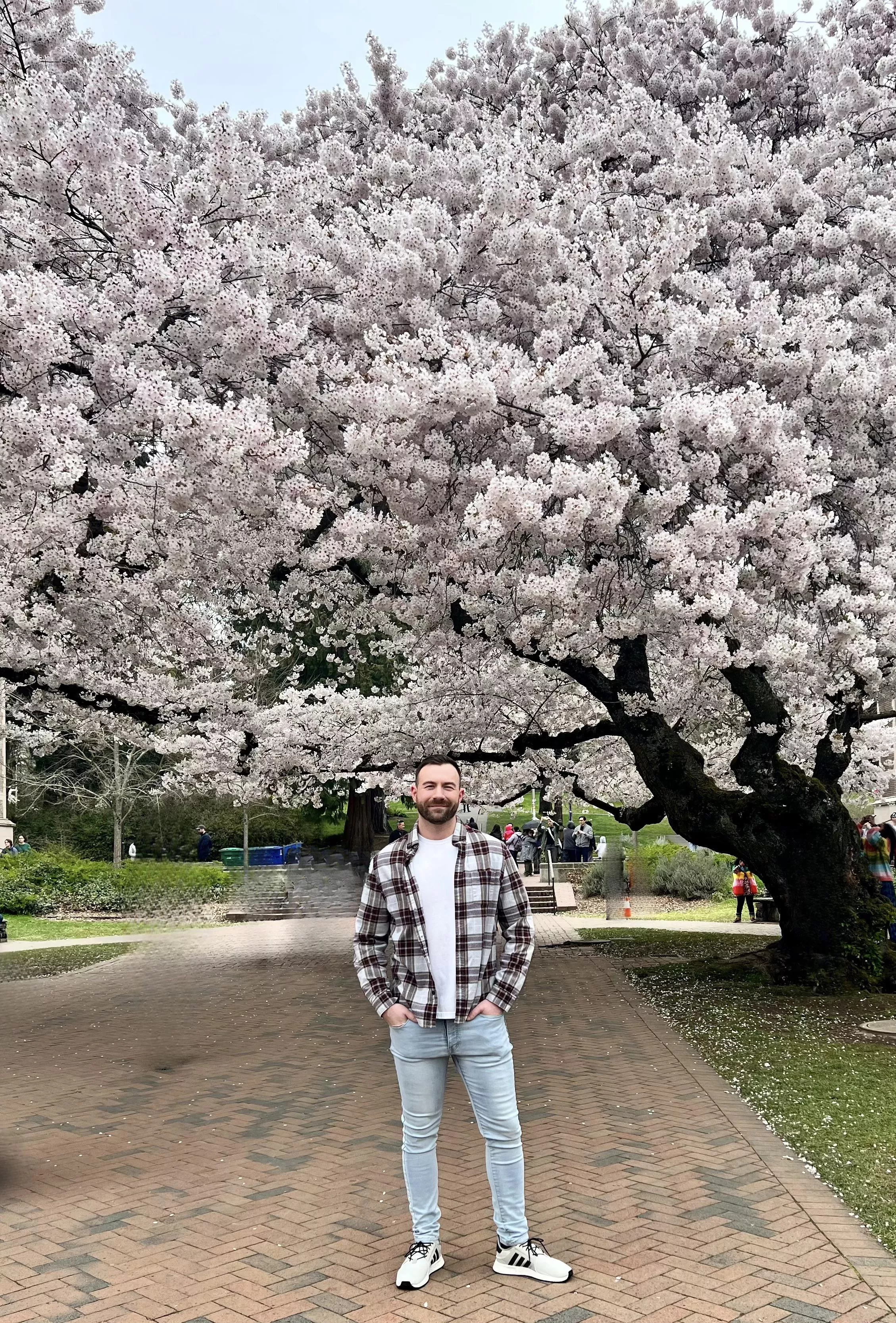 Cherry blossoms at University of Washington Cherry blossoms at University of Washington
