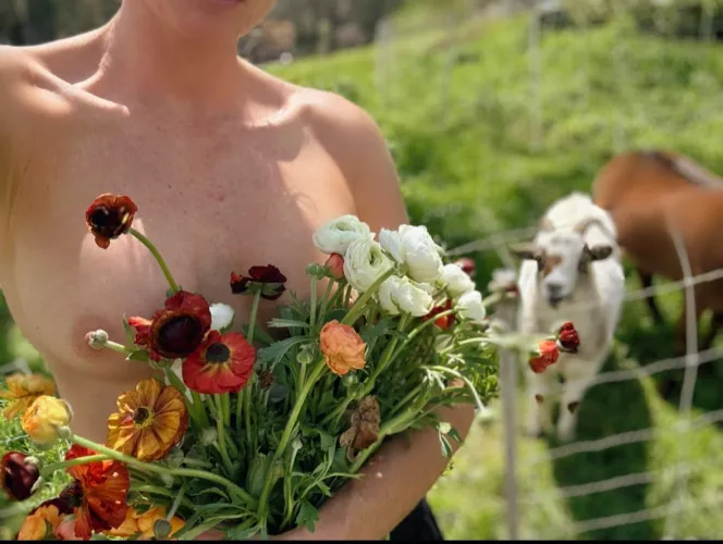 Harvesting flowers with goat friends