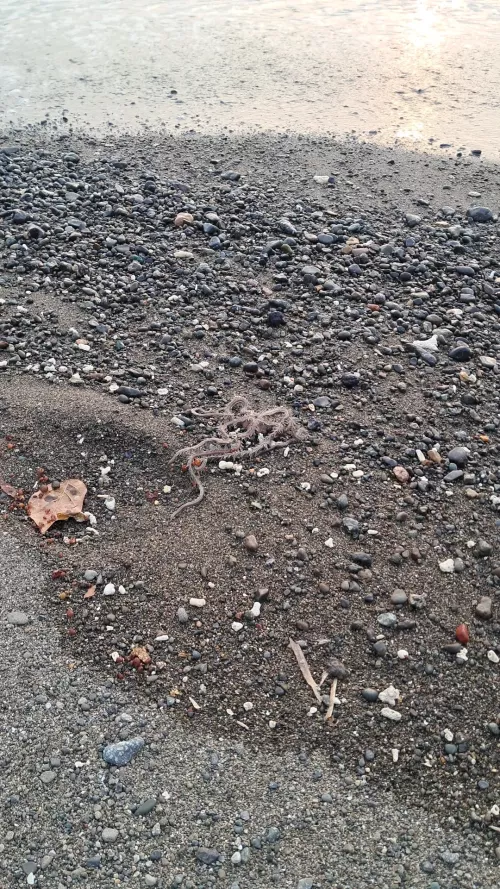 Just saw this at the beach today, does anyone know what this is?