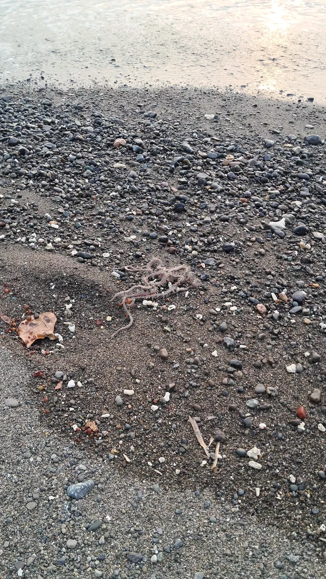 Just saw this at the beach today, does anyone know what this is?