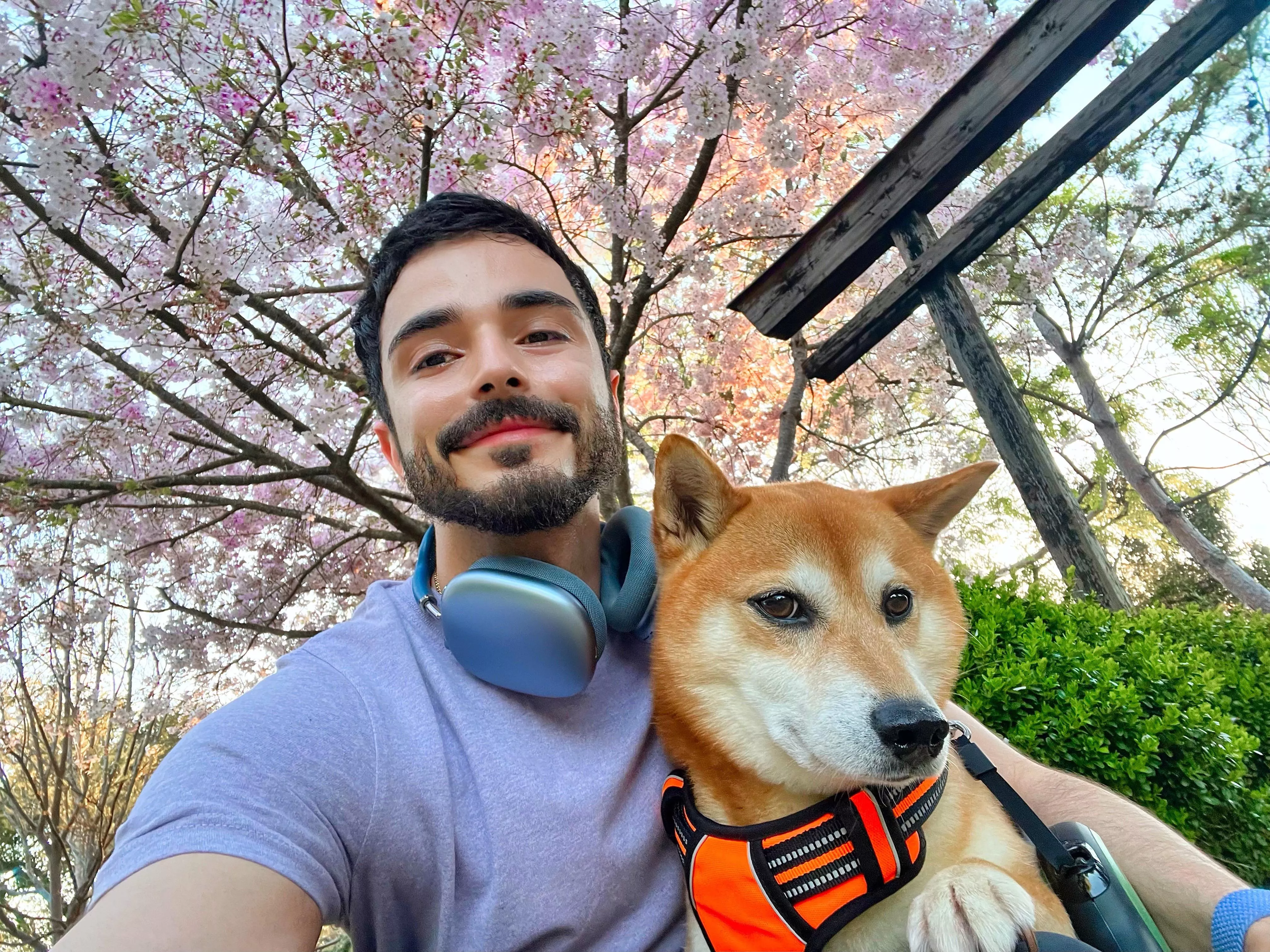 Spring is here 🦊🌸