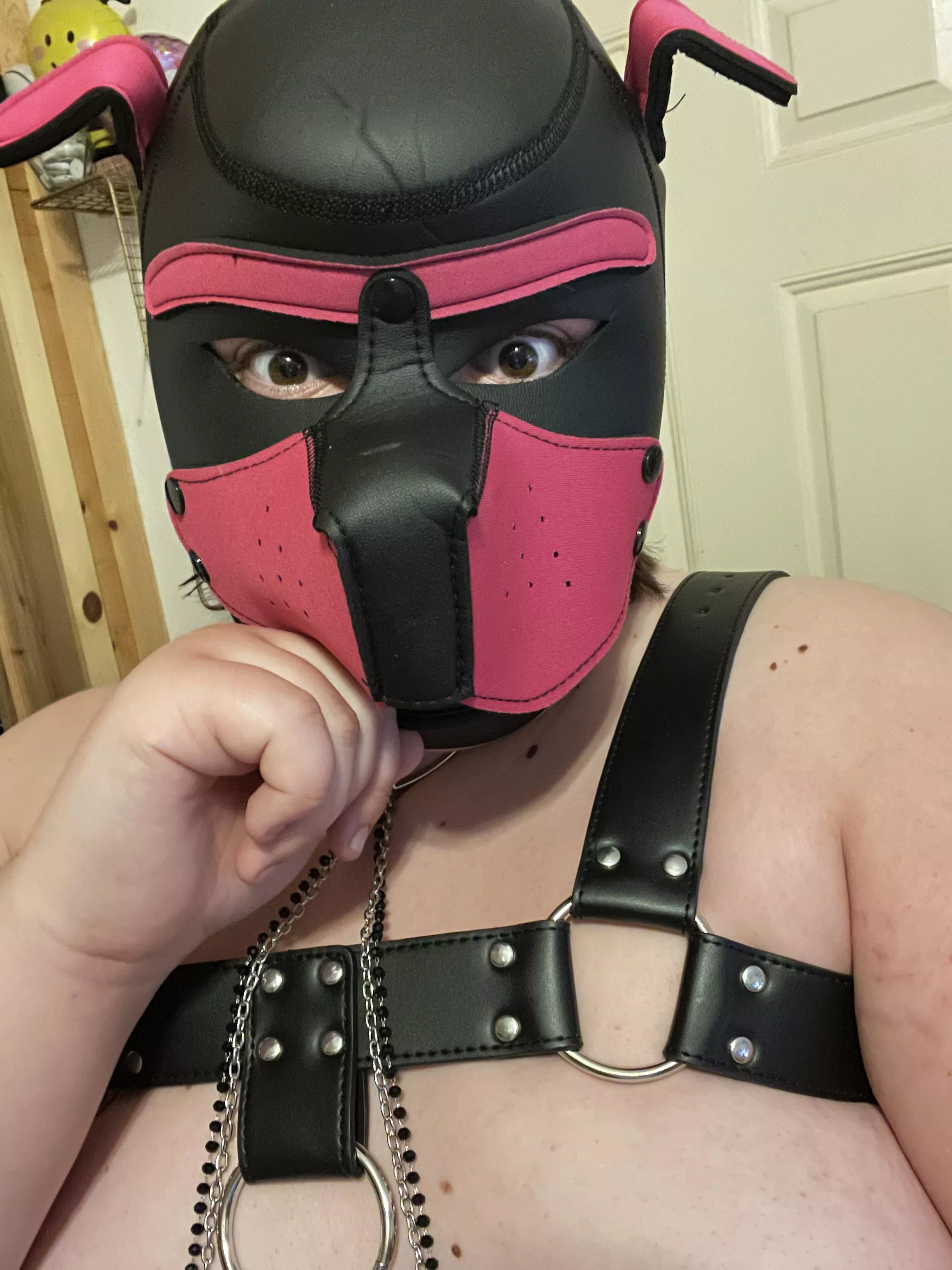 This pup got her first harness today!!! 🐾