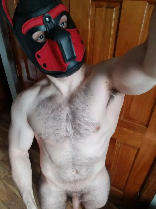 Looking fo some NY pups to play with 🐺