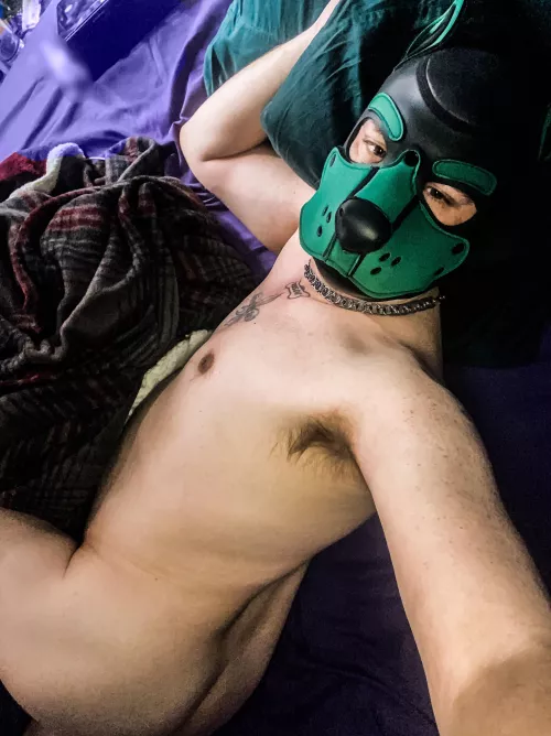 Good morning pups !!!-Anyone wanna come cuddle?