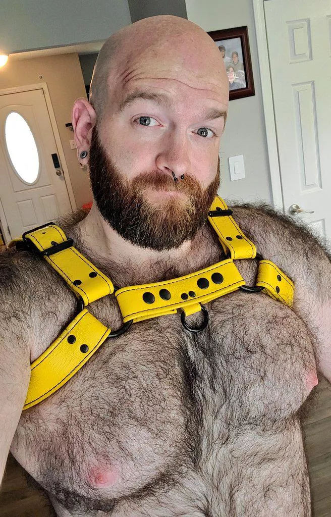 Do you like my new harness?