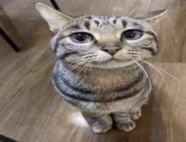 Give me a idea for a Fursona and I will draw it