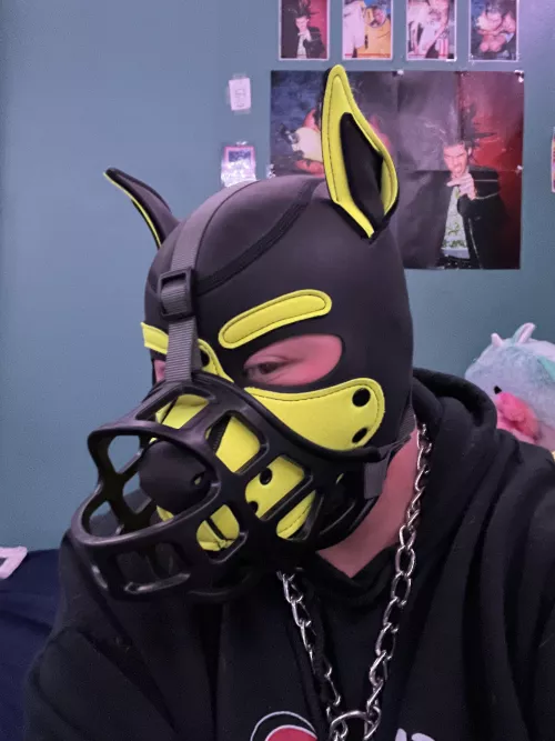 Muzzled puppy!
