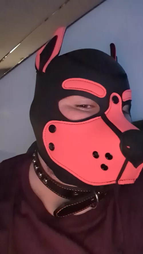 New pup on the block ☺️