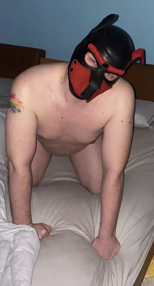 the puppy needs a name! do you have any suggestions