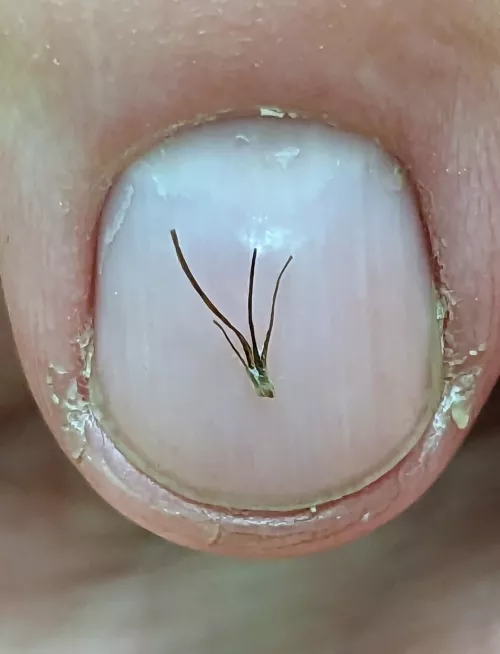 Home grown palm tree!