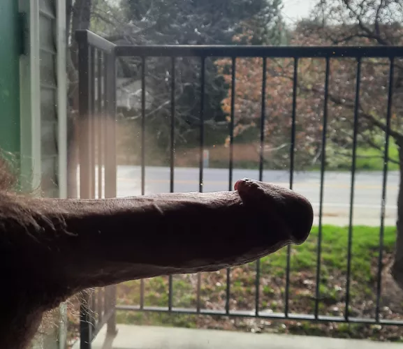 Love when people walk by and admire my cock 🤤 happened more than I thought it would! 22M
