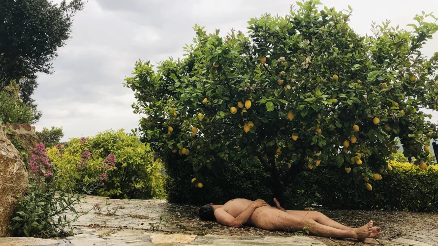 Just a yellow lemon tree….