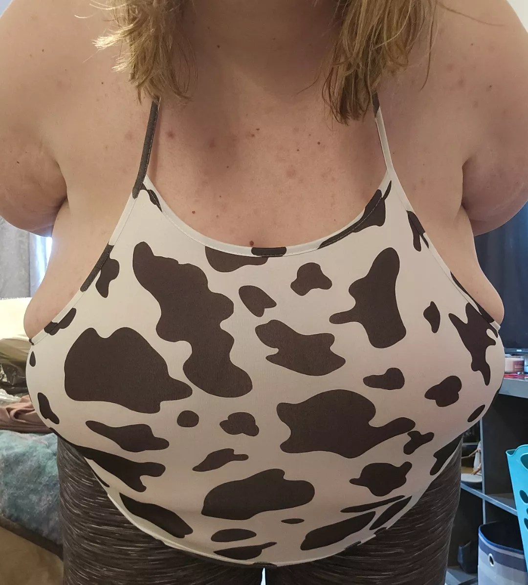 Udders overflowing
