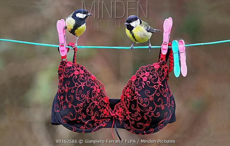 Tits can’t even fit in a bra