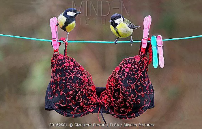 Tits can’t even fit in a bra