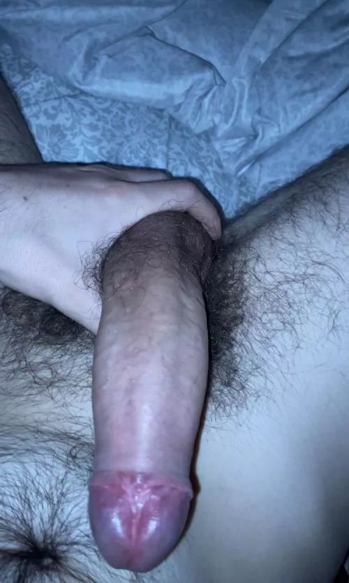 evening cock