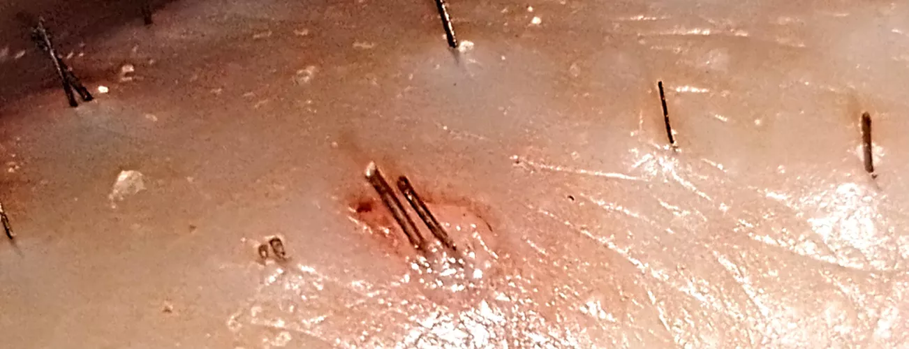 Pluck or nah? I dubbed these the Twin Princes for obvious reasons lol