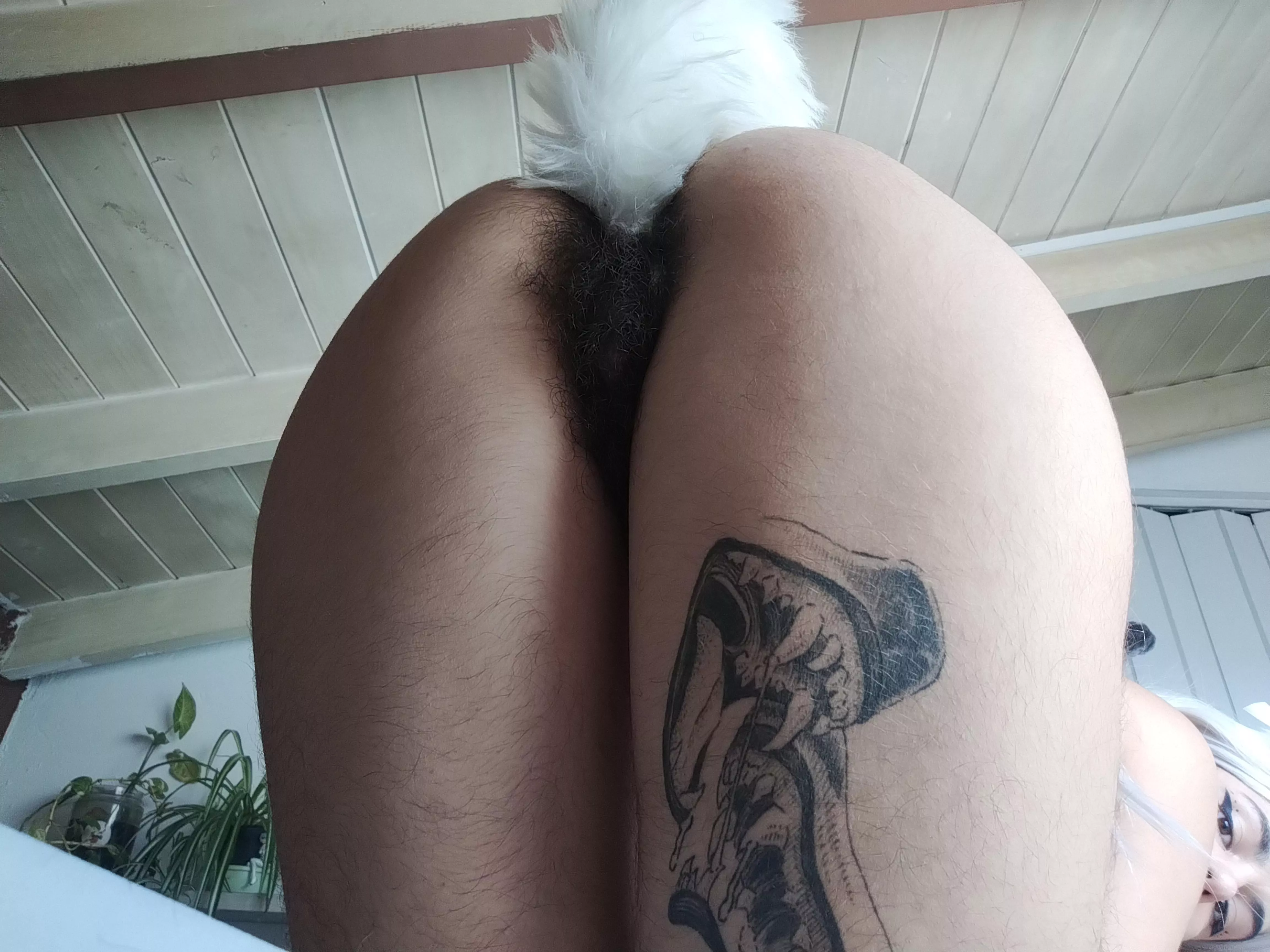 Hairy kitten