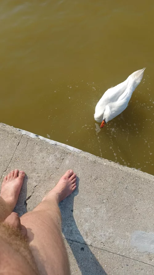 How to don't feed a swan🙃
