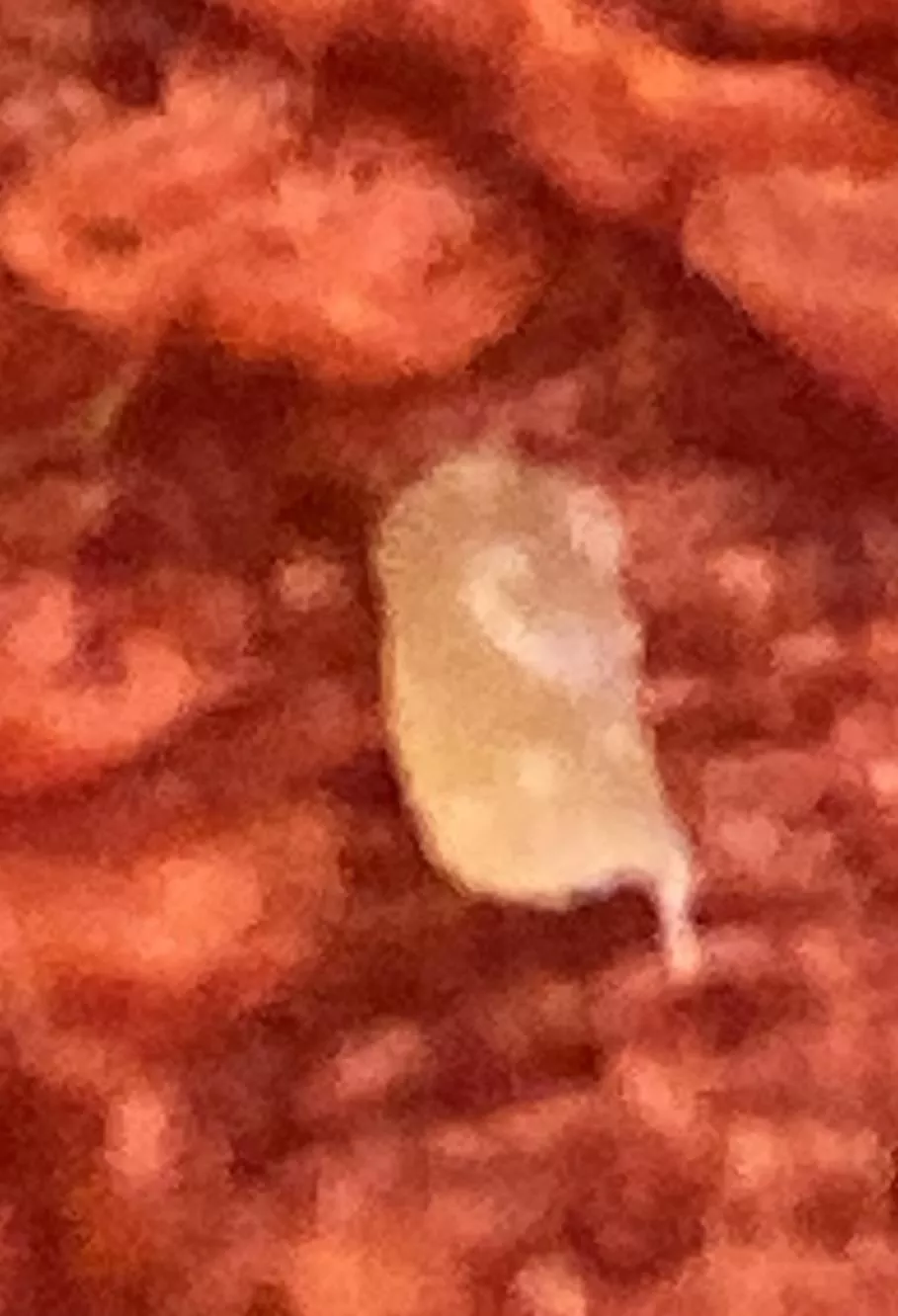 Just exhumed this piece of death from my chin