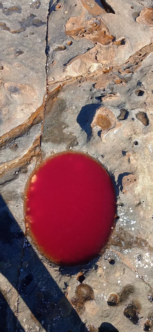 This puddle was blood red on a beach. All other puddles were normal. What the heck caused this one's red colour?