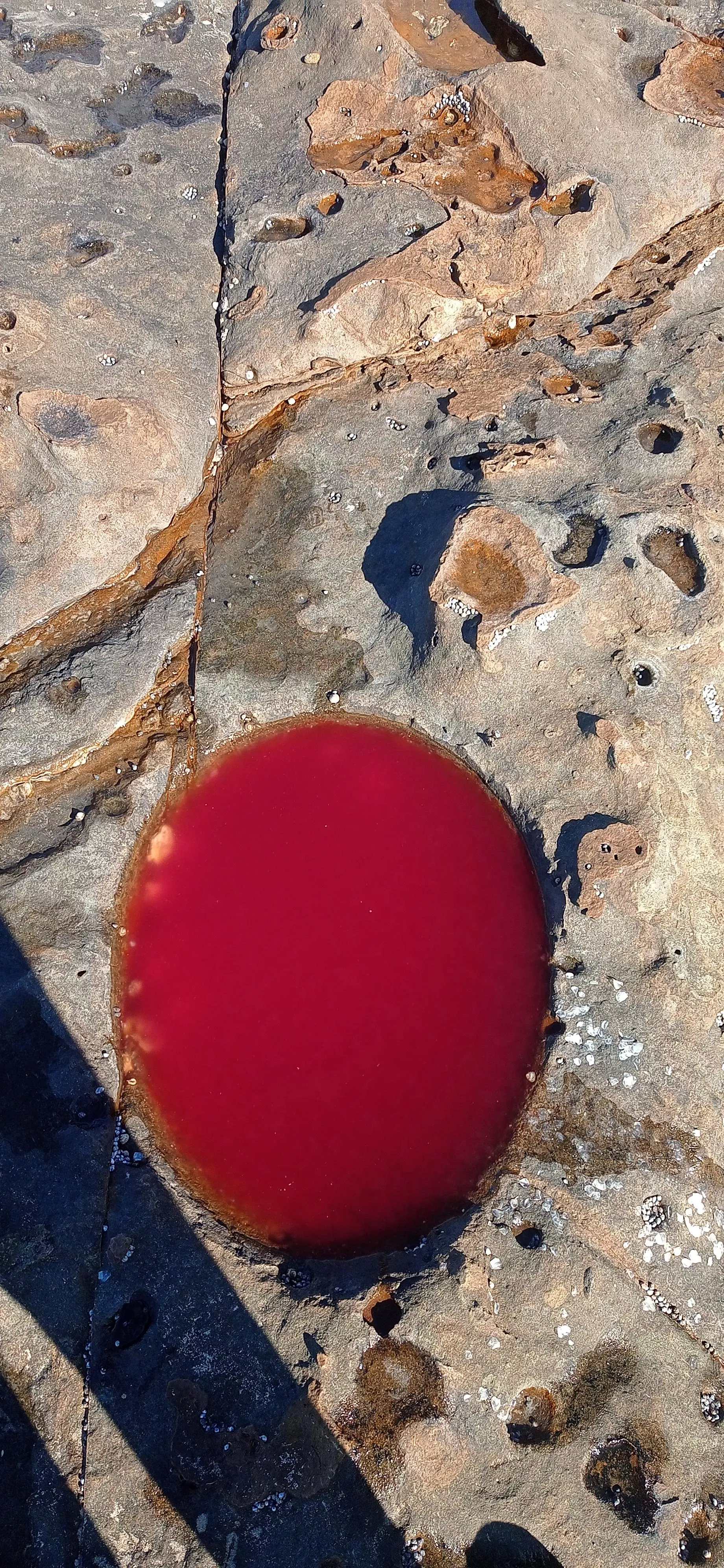 This puddle was blood red on a beach. All other puddles were normal. What the heck caused this one's red colour?