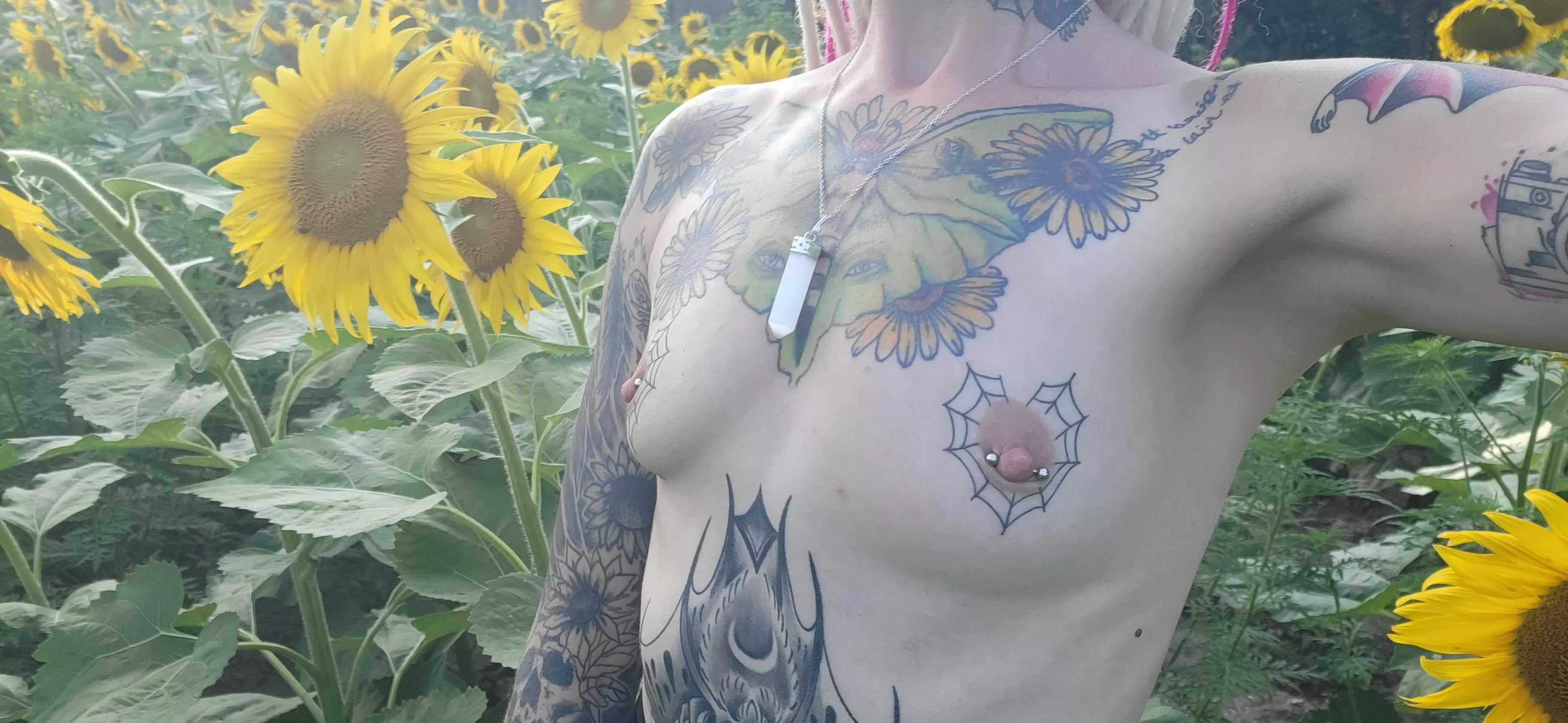Tits out in a sunflower field 💛🕸🌻
