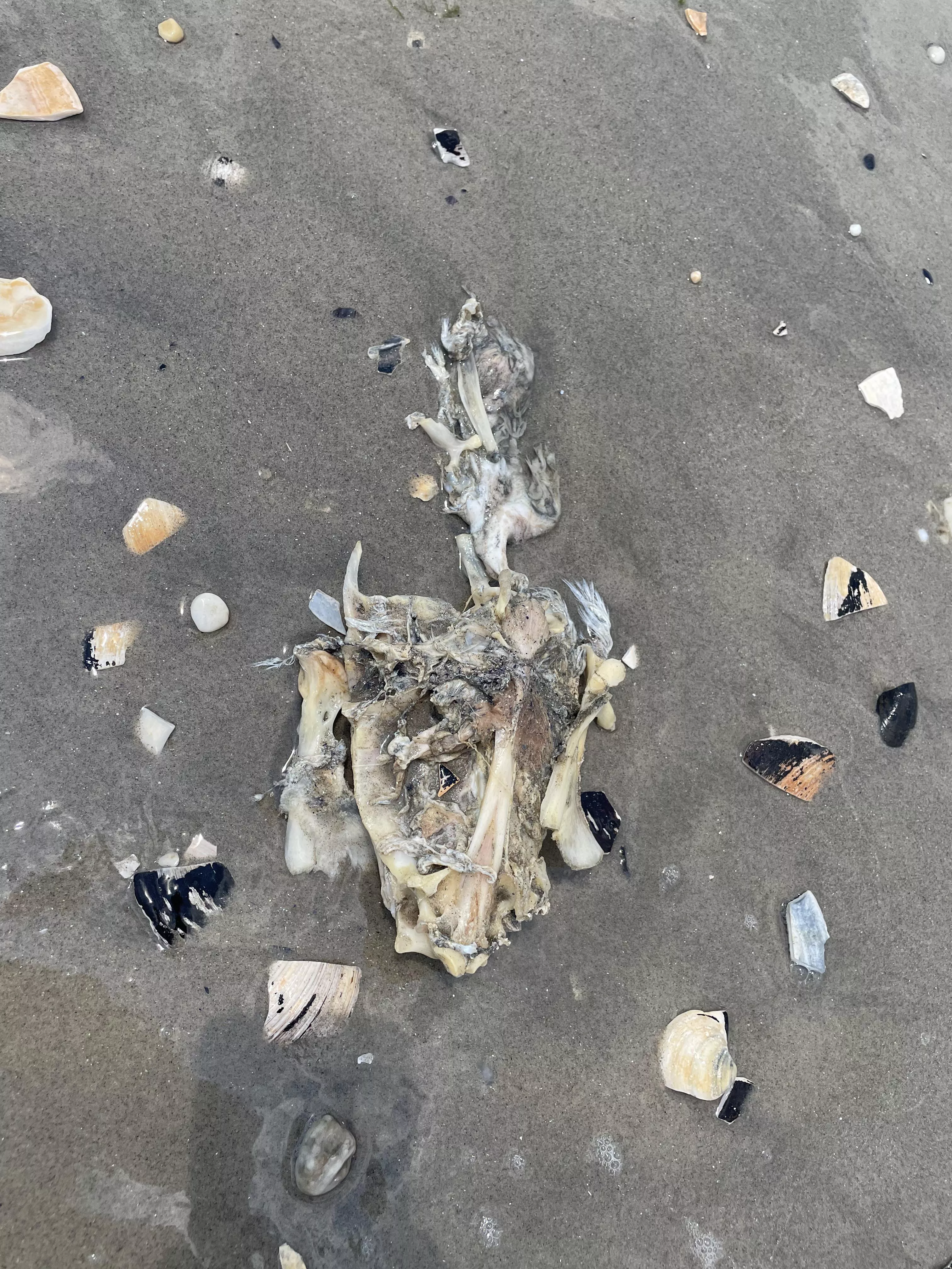 Anyone know what this is? found washed up @ beach