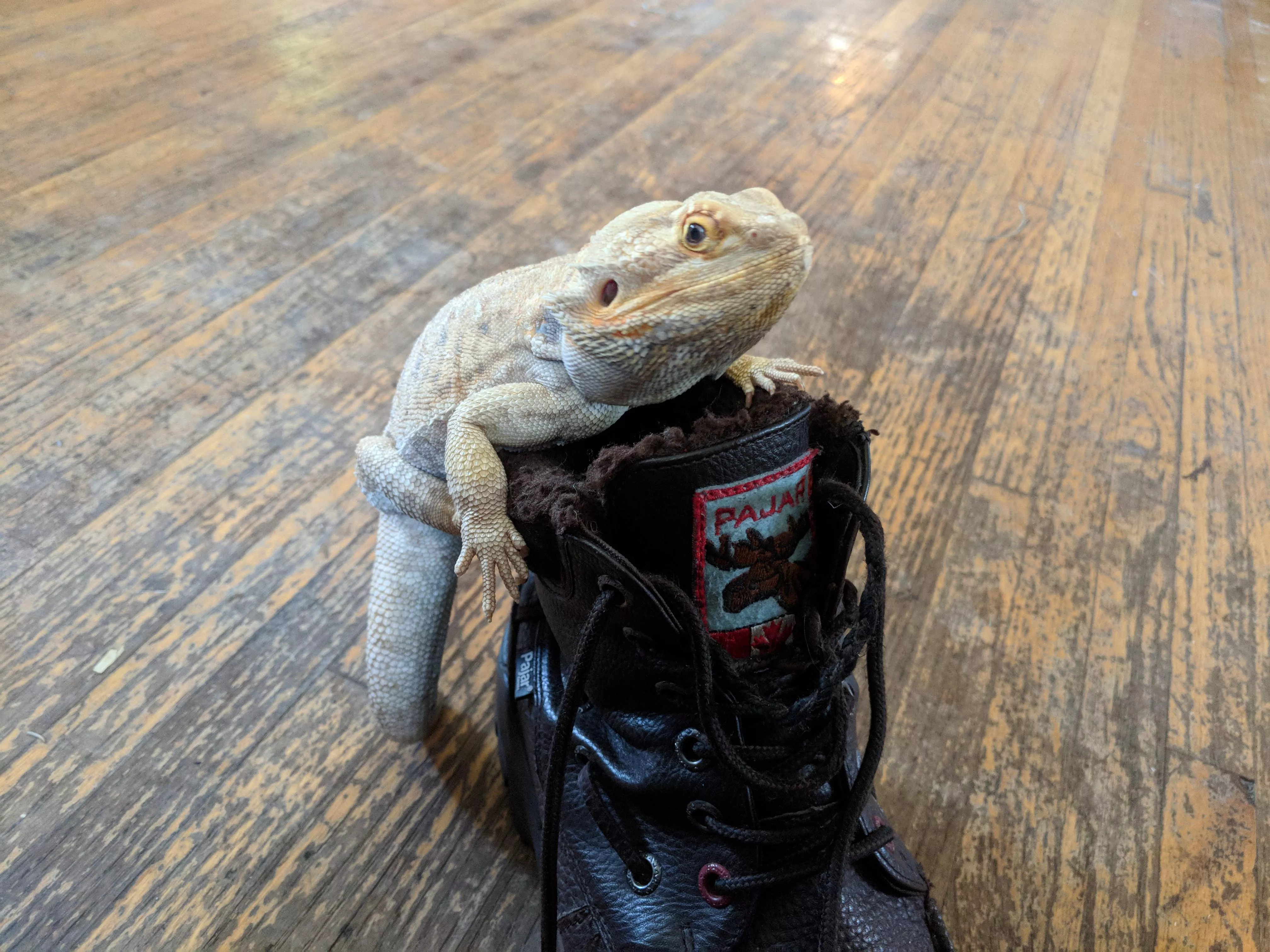 Barry likes my Pajars