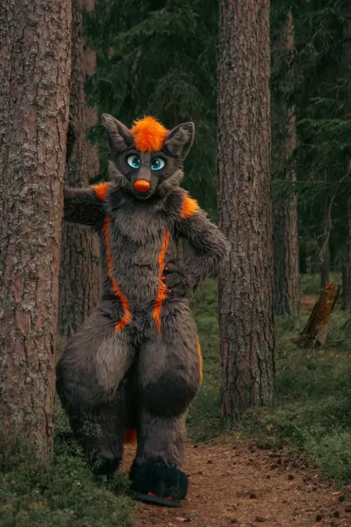 Wild Wolf [Photo by: Kawi]