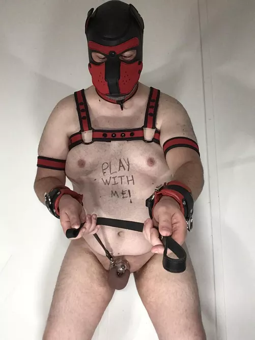 puppy cieirn