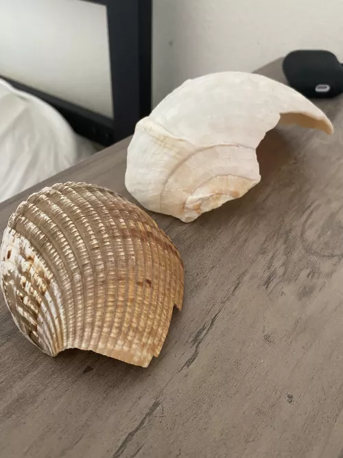 Which shell is better brown or white .