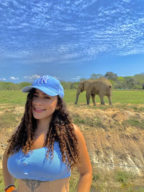 The elephant is definitely too big to hide