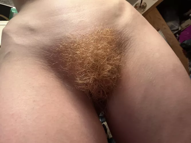 Ginger furry bush
