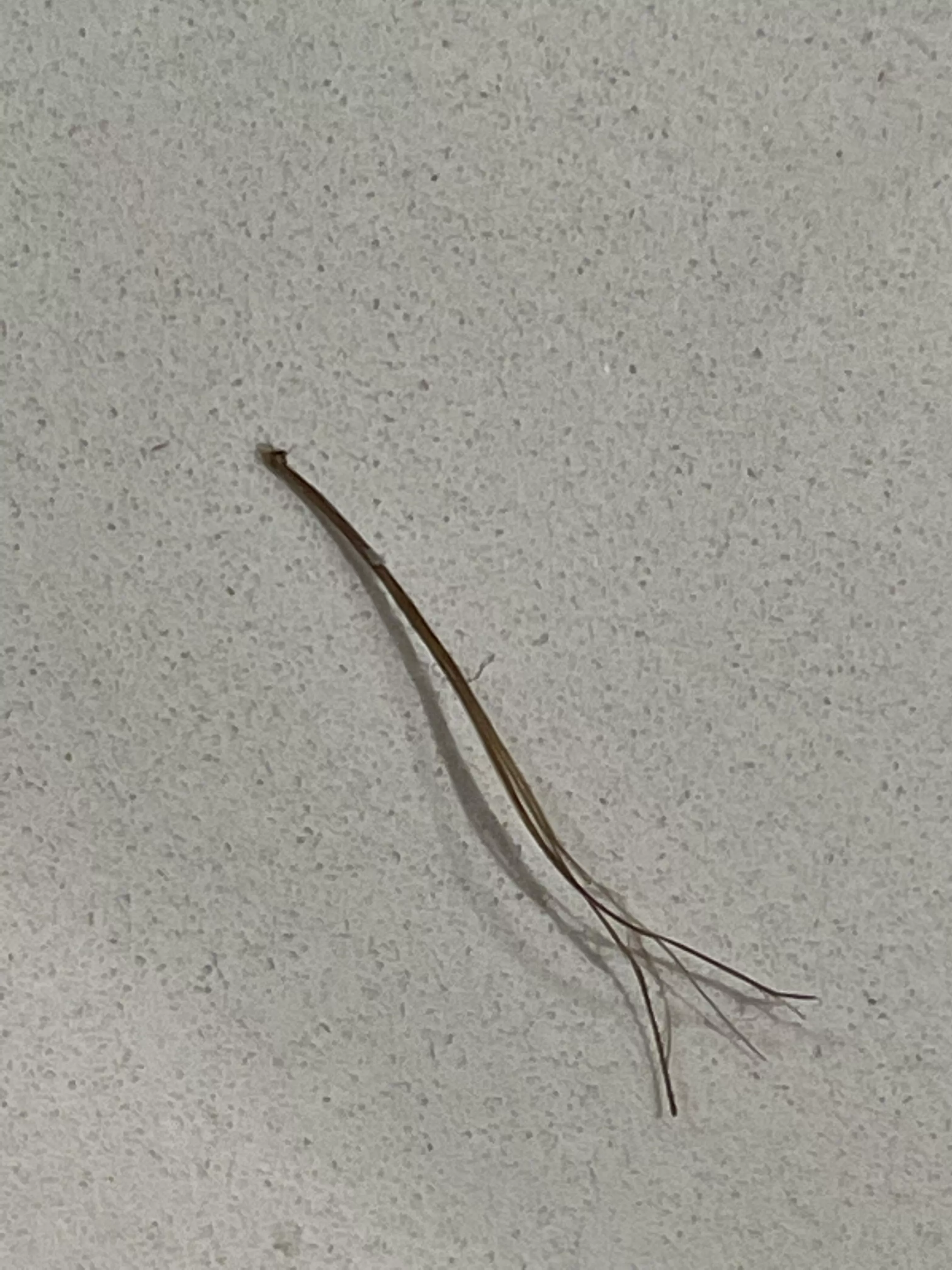 Another pili multigemini extracted from my beard. This one has 2 thicker hairs and a few other really thin ones.