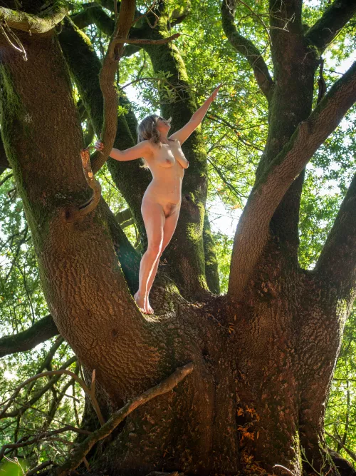 🌳Found this Grand Bay Laurel Tree 🌳 (more in comments)
