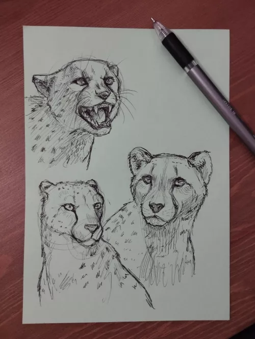 Preparation for a character (Art by me)