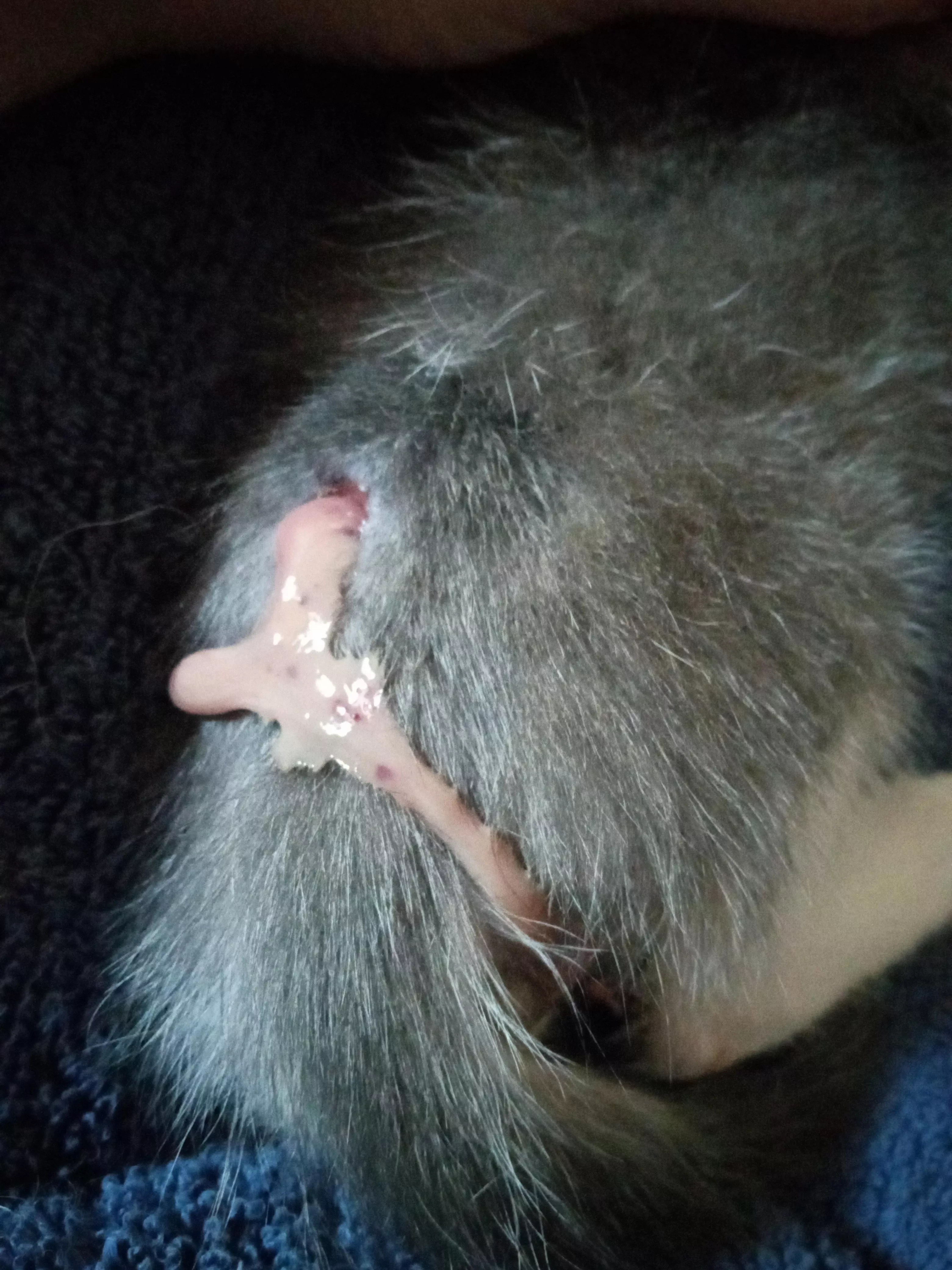 Abscess bursted on my 6 week old kitten. No worries, he's on antibiotics from the vet!