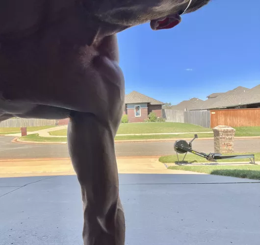 [M] shoulder veins are fun