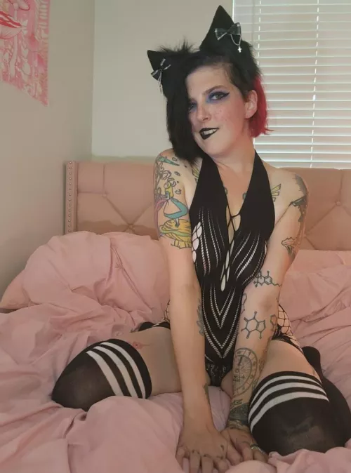 This naughty kitty is back.