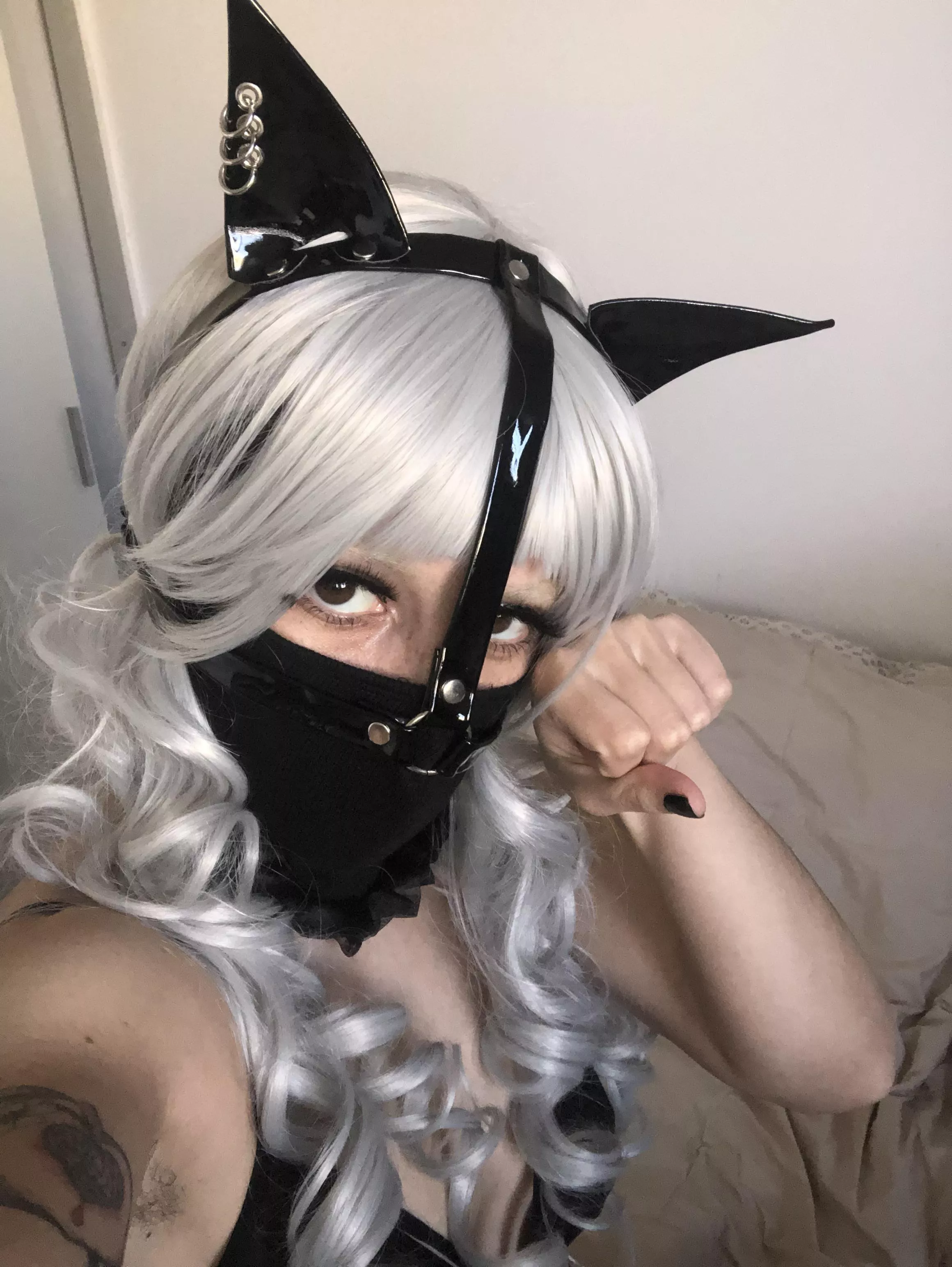 This kitten is super cute but needs to learn good behavior