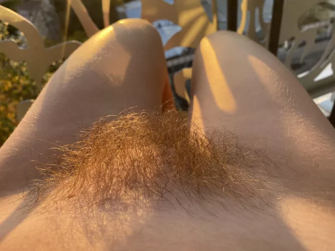 Do you like ginger bush?