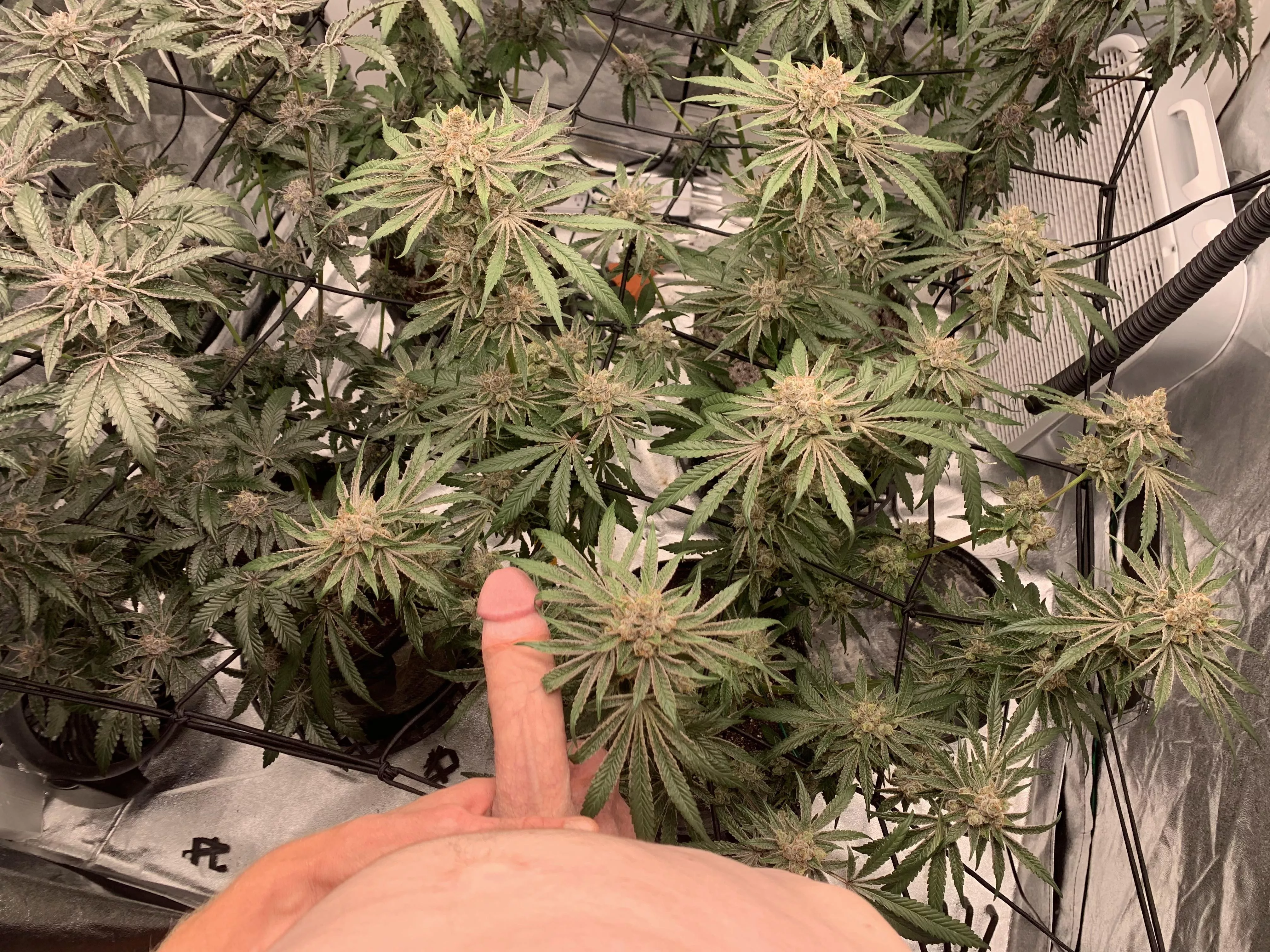 How are [m]y plants looking?