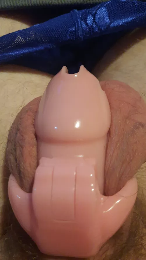 Kept locked and denied while Goddess craves our Bulls real cock. The love of my life belongs to him how 🥵🥵🥵