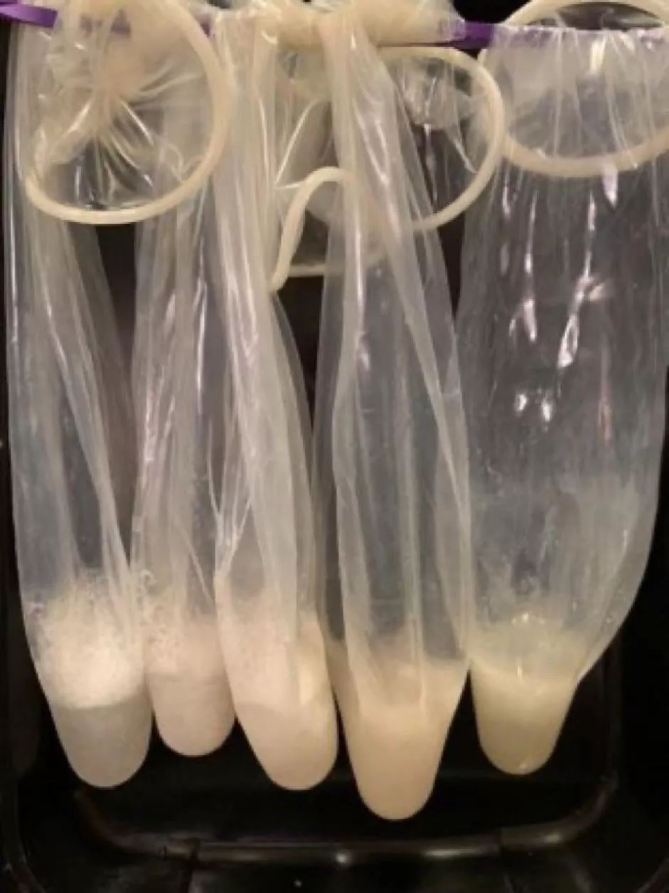 Any submissive man around ready to bring me this as evidence of being a whore to the BNWO drop a 💜 if you’re willing to