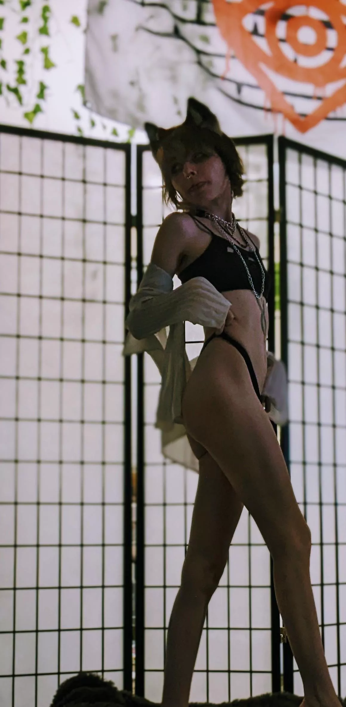 Did you know they had pirate cats