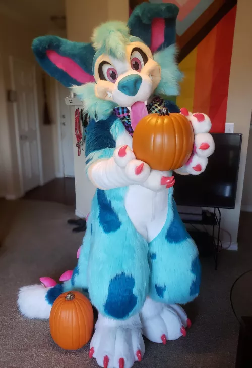 May I offer you a pumpkin? 🎃