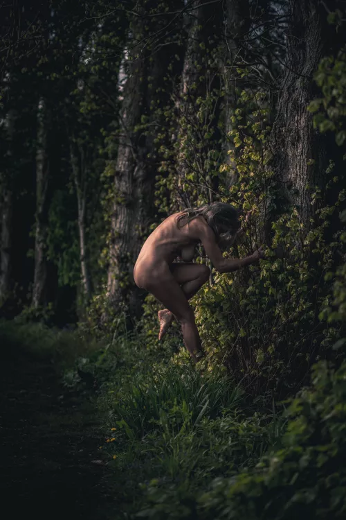 Evening light hugging trees